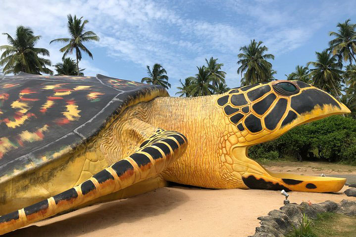 turtles in sri lanka