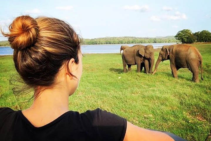 Minneriya National Park elephants watching