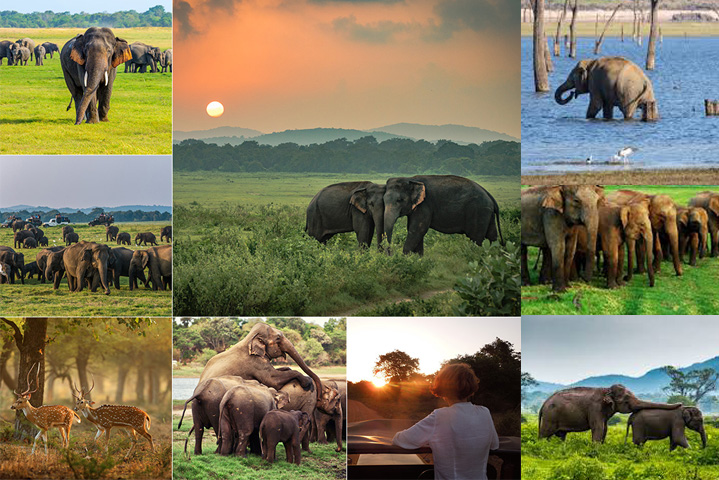 Minneriya National Park elephants sri lanka