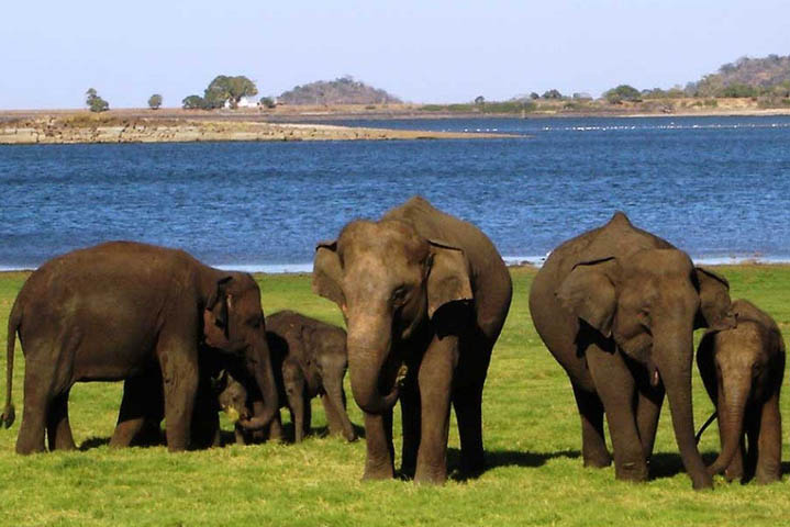 Minneriya National Park elephants