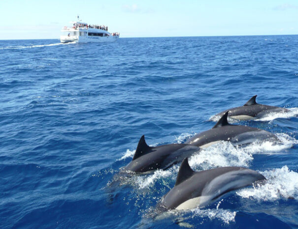 mirissa whale watching
