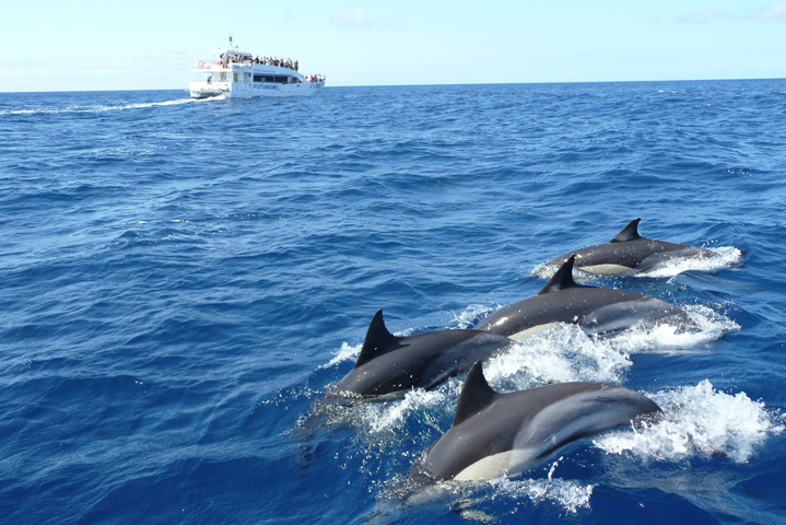 mirissa whale watching