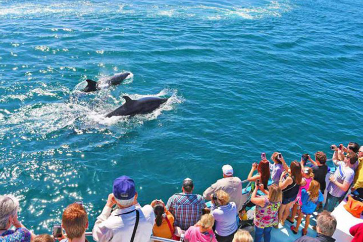 mirissa whale watching