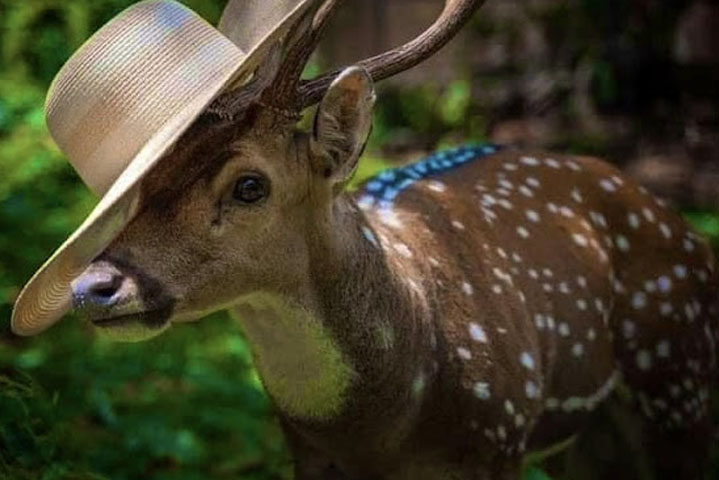 Trincomalee Deers