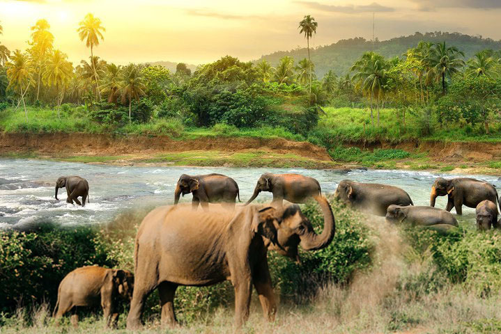 udawalawe national park