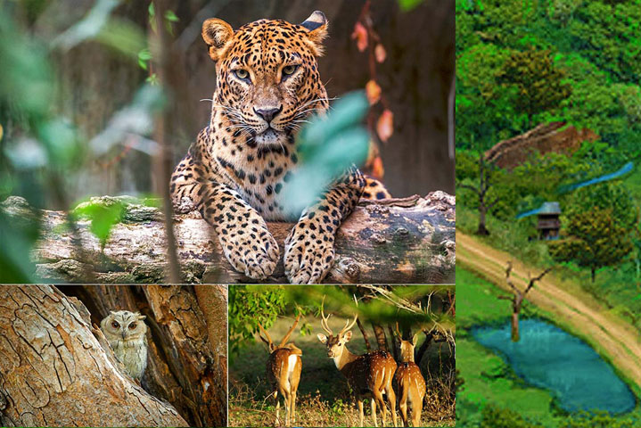 Wilpattu National Park is a protected wildlife reserve located in northwestern Sri Lanka.