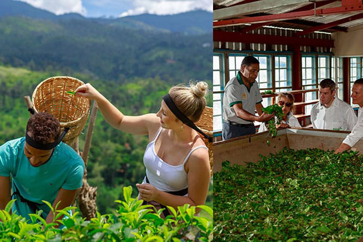 tea plantation in sri lanka