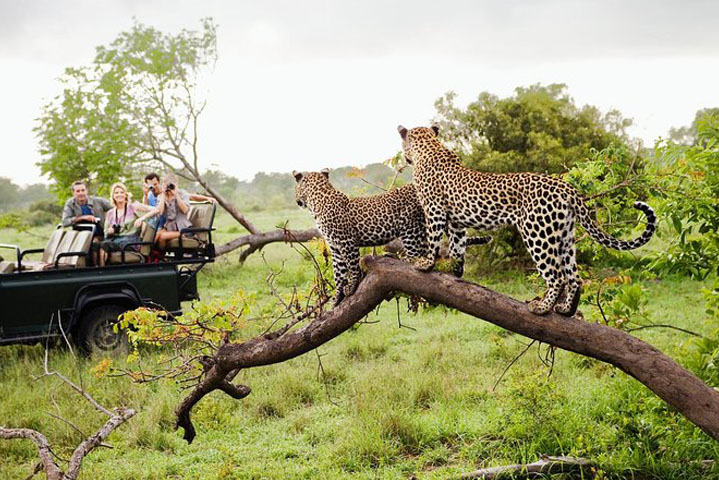 Yala national park sri lanka