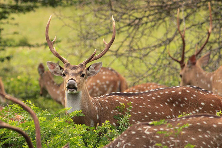 yala national park sri lanka